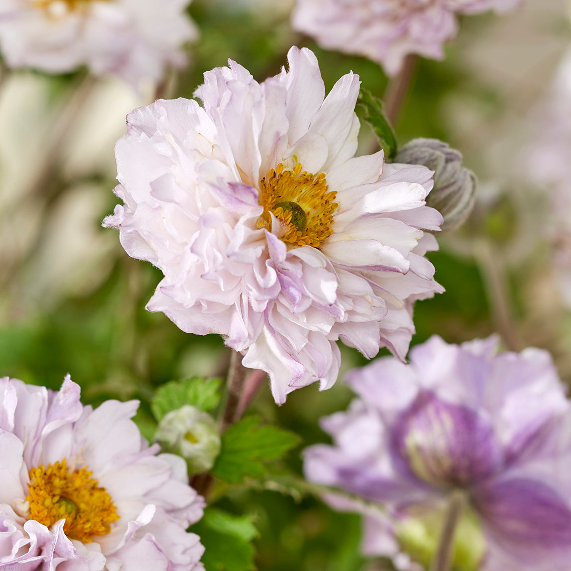 Anemone ‘Frilly Knickers’