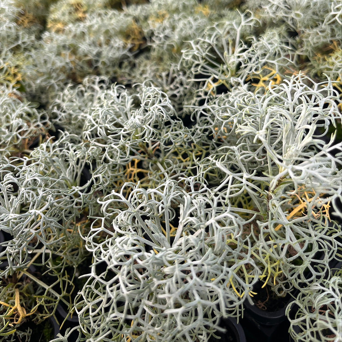 Artemisia 'Sea Foam'