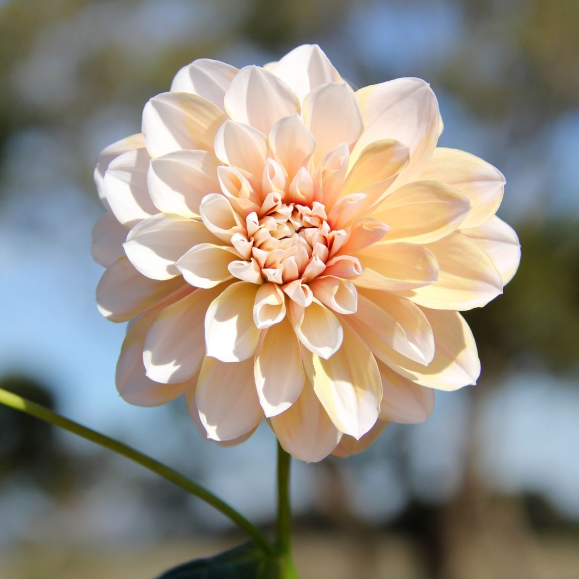 Dahlia 'Tropical Dream' (1 Tuber)