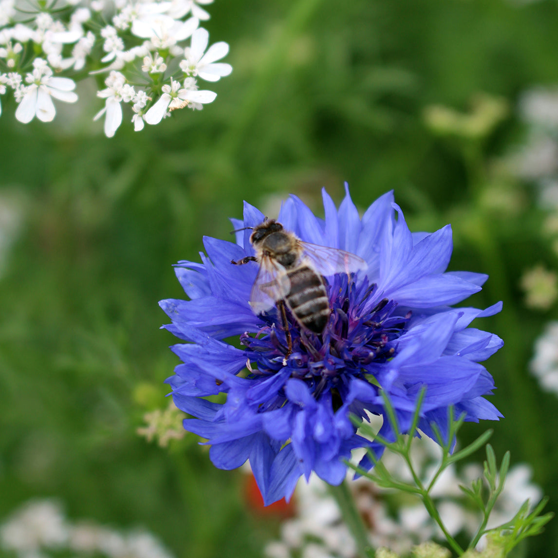 Bee Food mIx