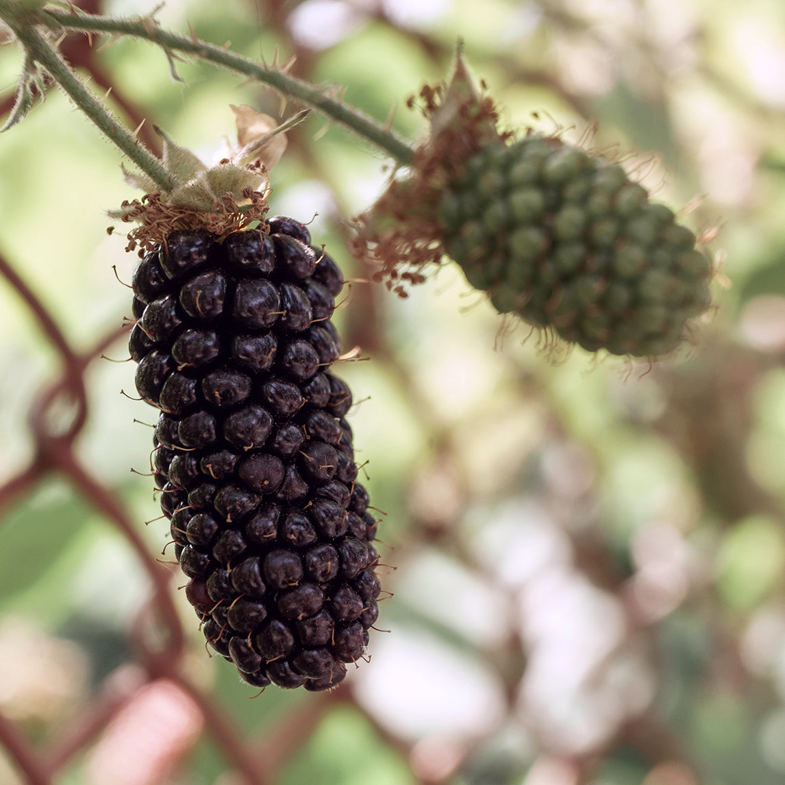 Blackberry ‘Karaka’