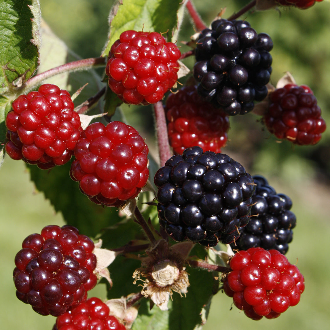 Blackberry ‘Loch Ness’