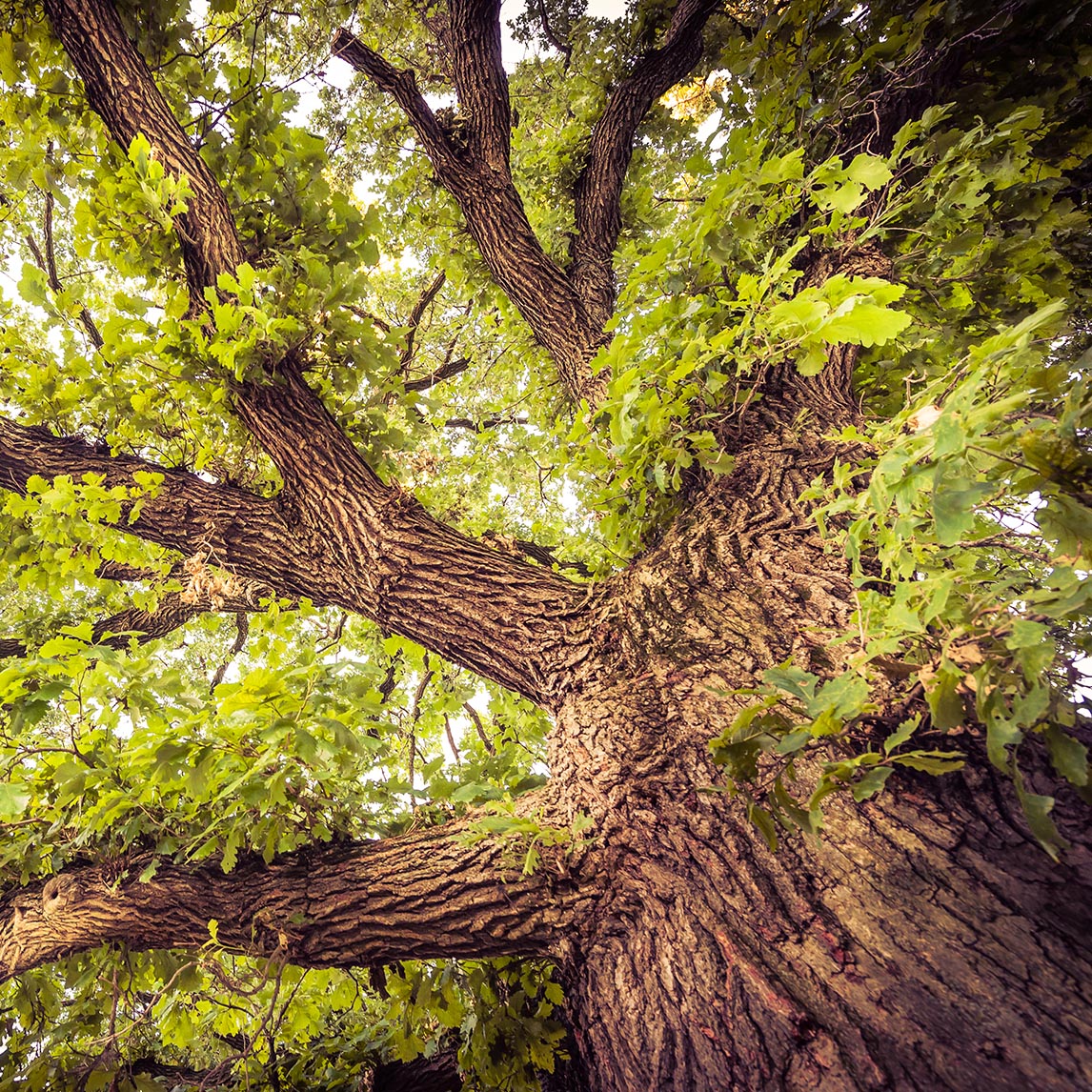 Bur Oak Tough Tree for Tough Places  Arbor Day Blog