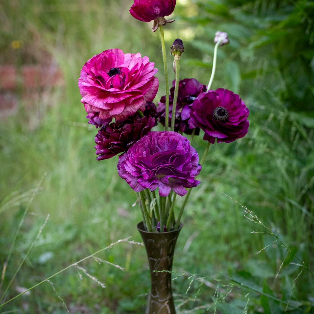 Ranunculus 'Burgundy' (20 bulbs)