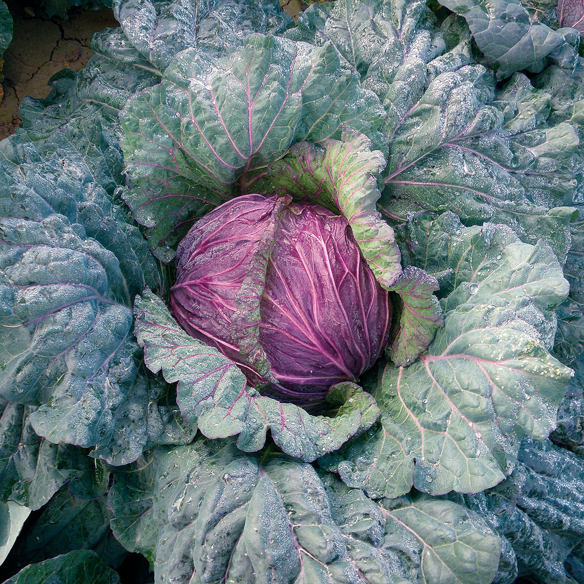 Cabbage 'Violaceo di Verona'