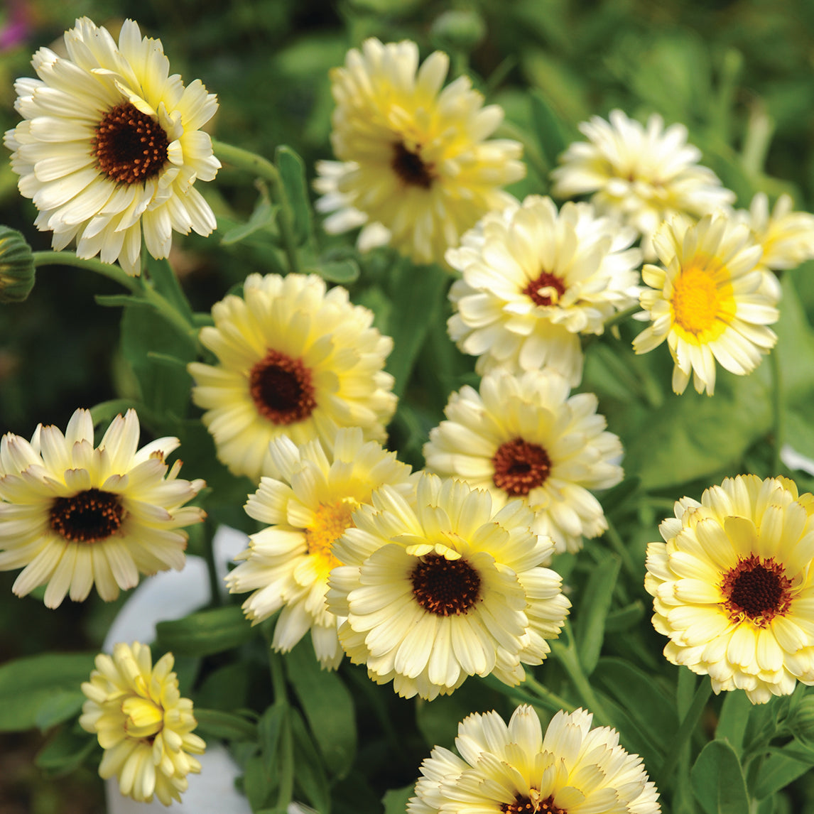 Calendula 'Snow Princess'