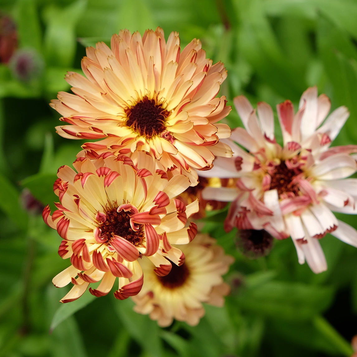 Calendula 'Sunset Bluff'