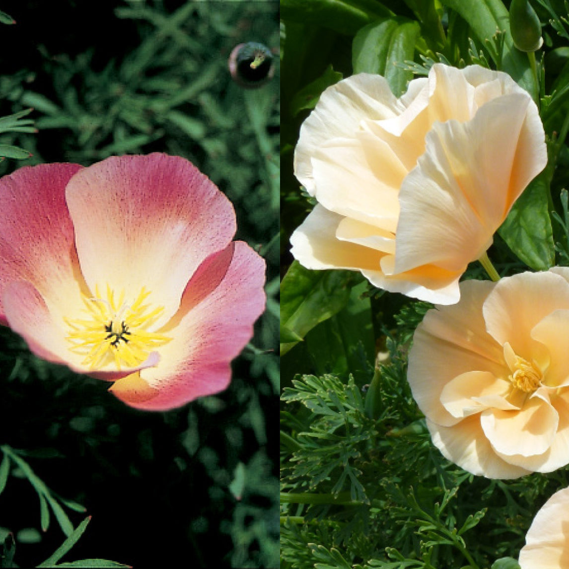 Californian Poppy 'Sunrise mix'