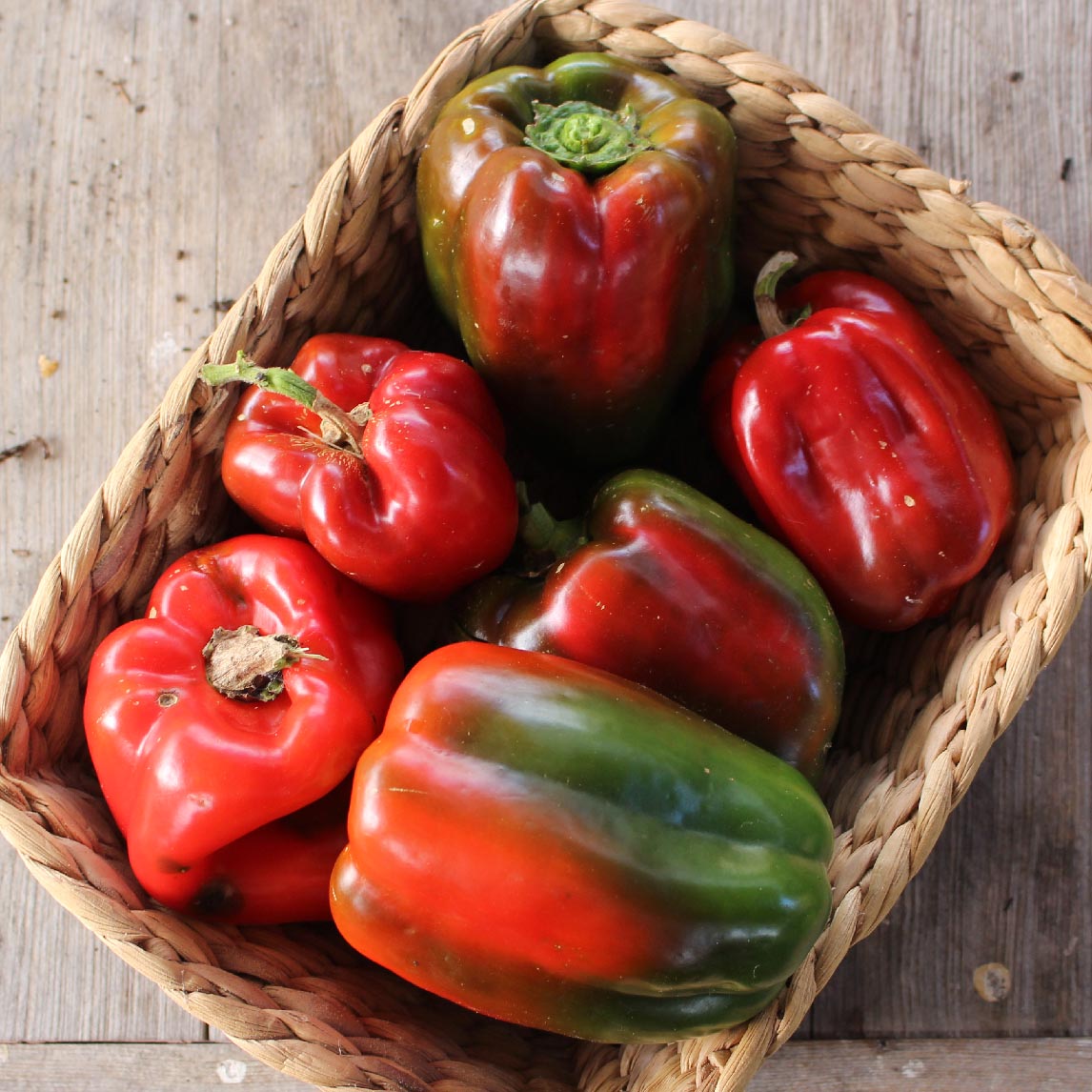 Capsicum 'Chinese Giant'