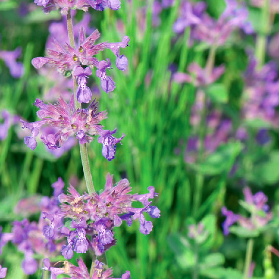 Catmint Six Hill Giant