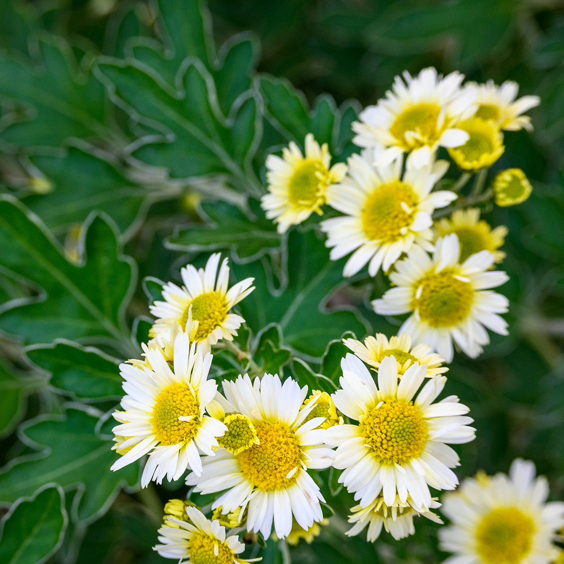 Chrysanthemum 'Snow Dome'