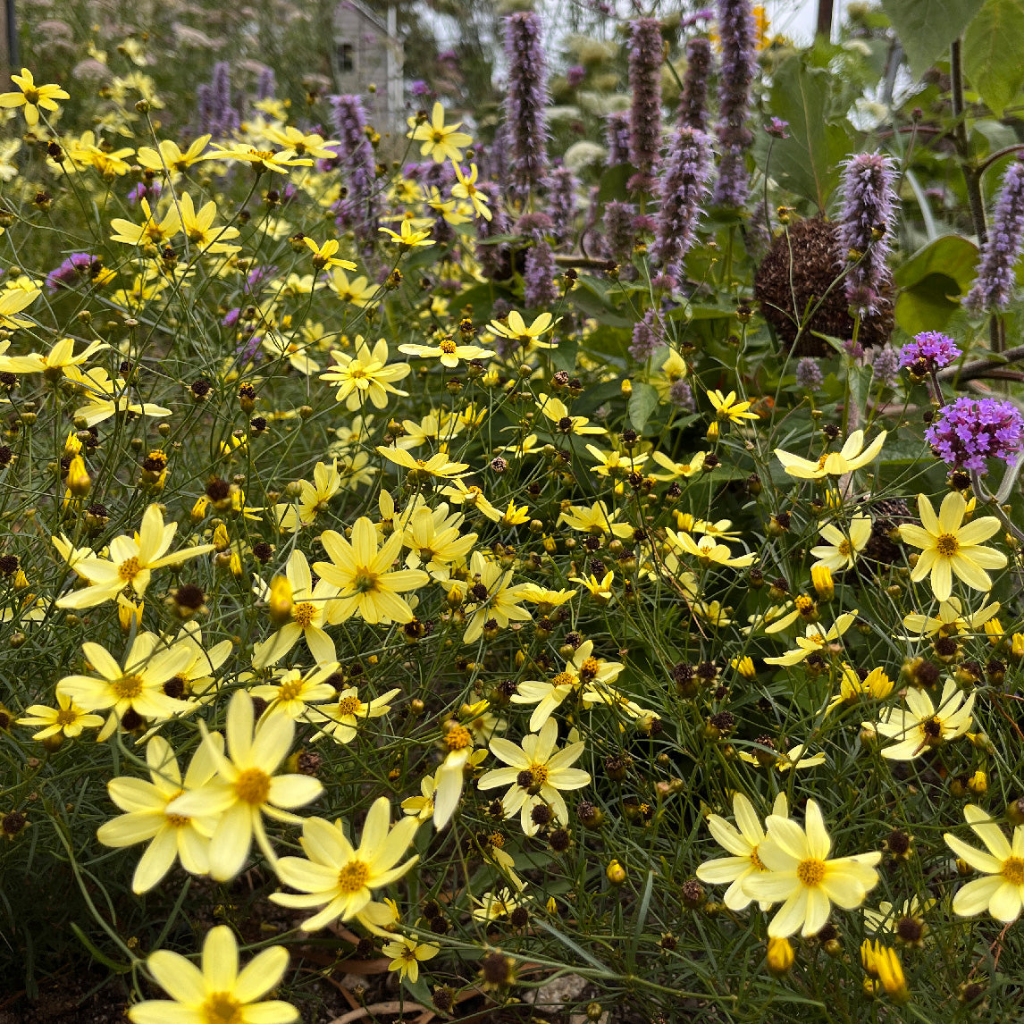 Coreopsis 'Moonbeam'