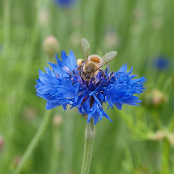 Cornflower - The Diggers Club