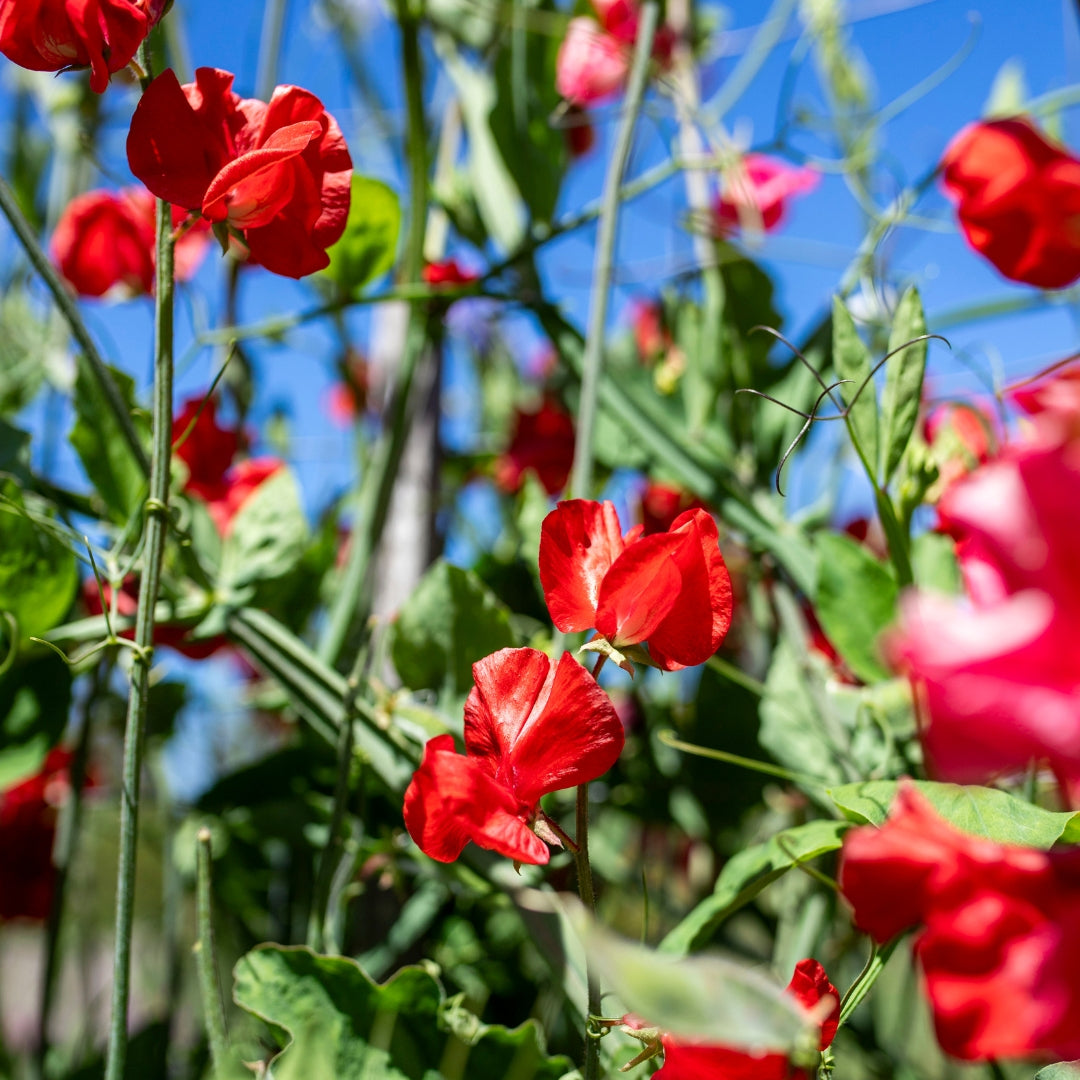 Sweet Pea ‘Solstice Crimson’