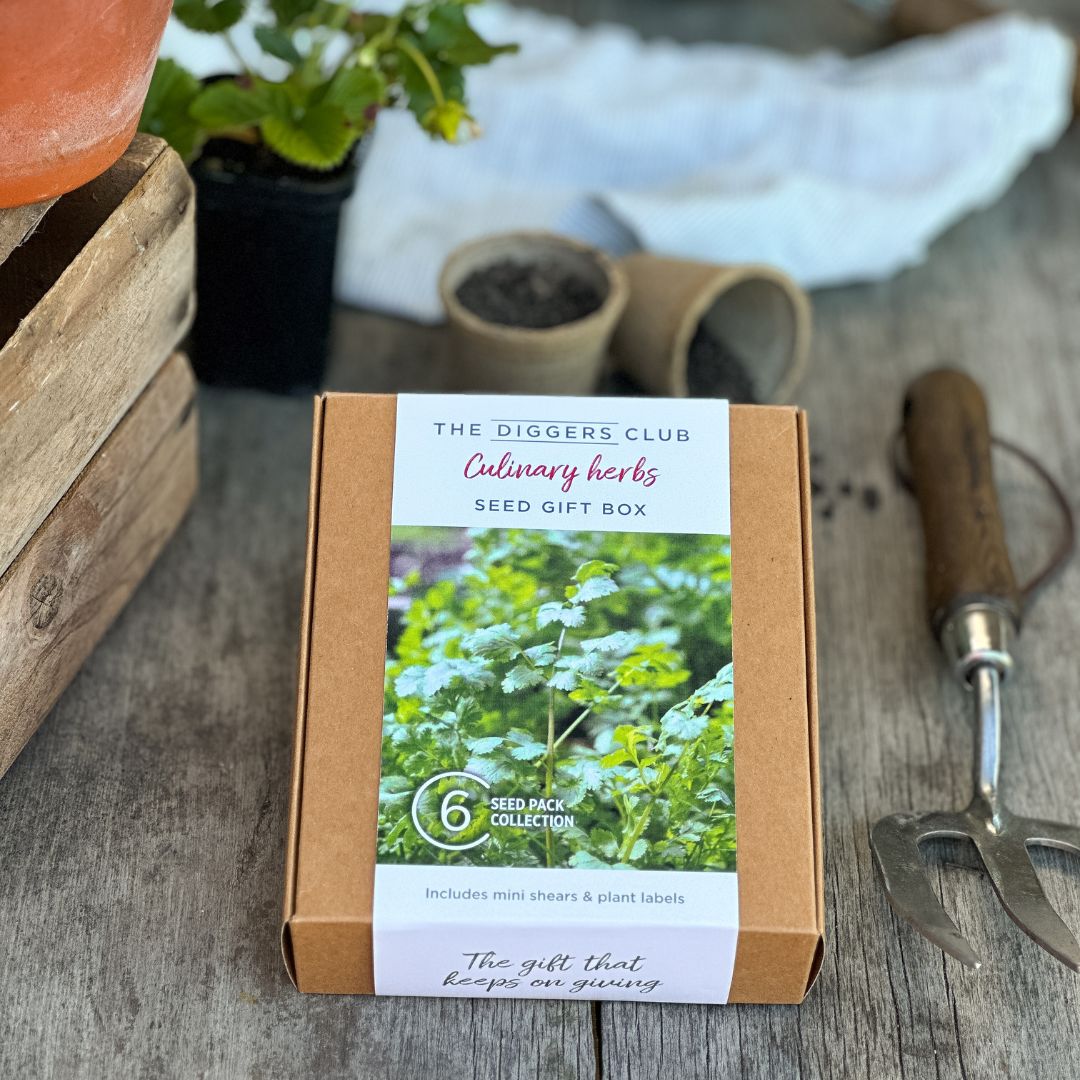 Culinary Herbs Seed Gift Box