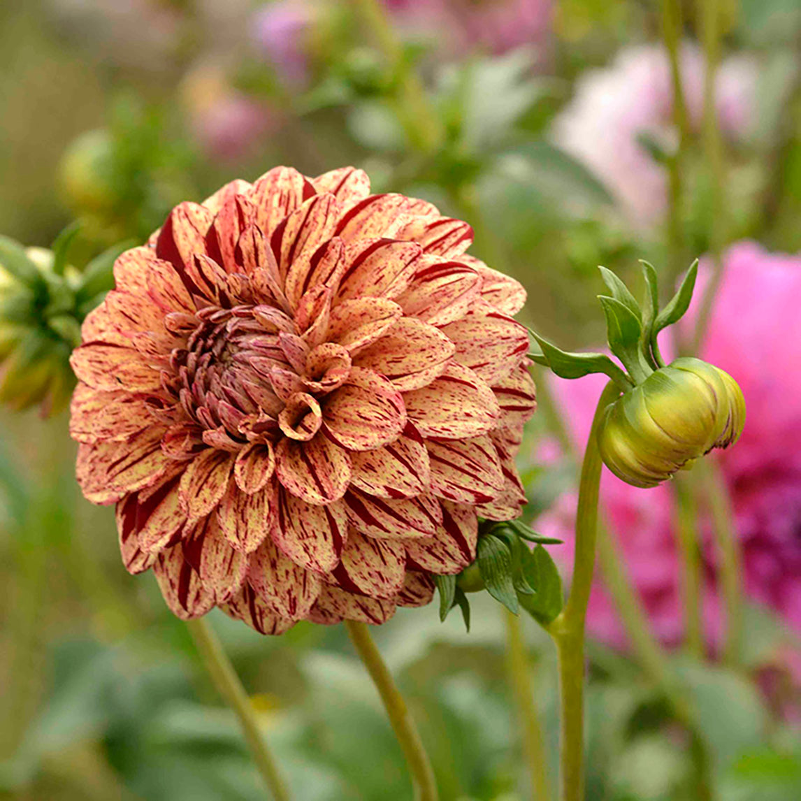 Dahlia 'Florelie Raspberry Cheesecake'