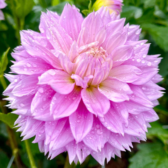 Dahlia 'Florelie Tutu'