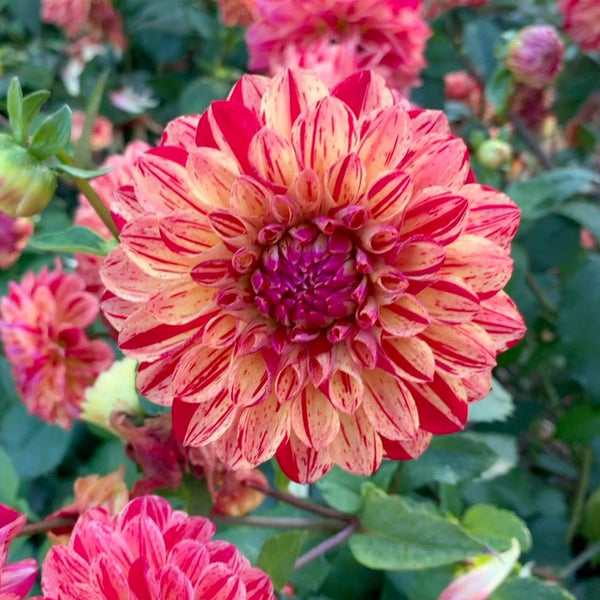 Dahlia - Freckles (1 Tuber) - The Diggers Club