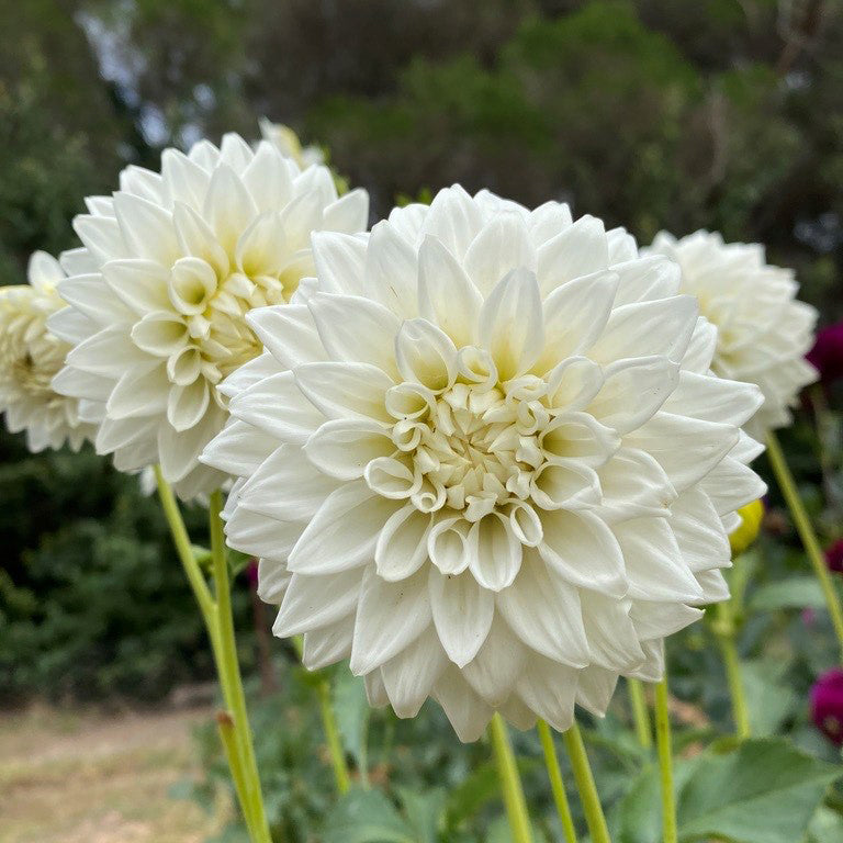 DAHLIA 'JOY BURKITT' (1 Tuber)