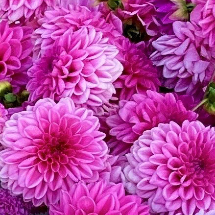 Dahlia 'PINK SHOW' (1 Tuber)