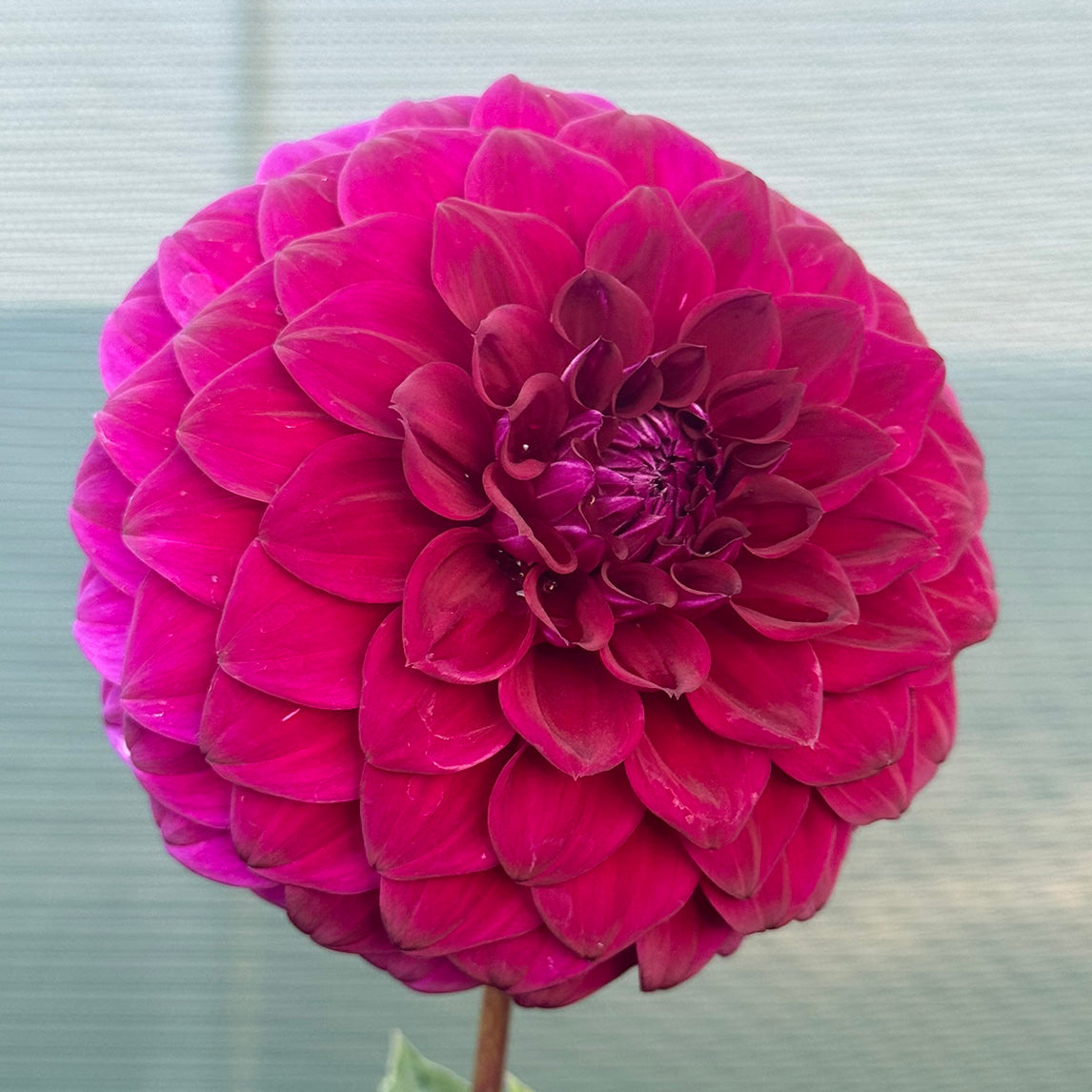 Dahlia 'Purple Dream'