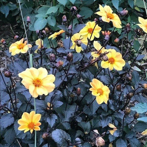 Dahlia 'Yellow Hammer' (1 Tuber)