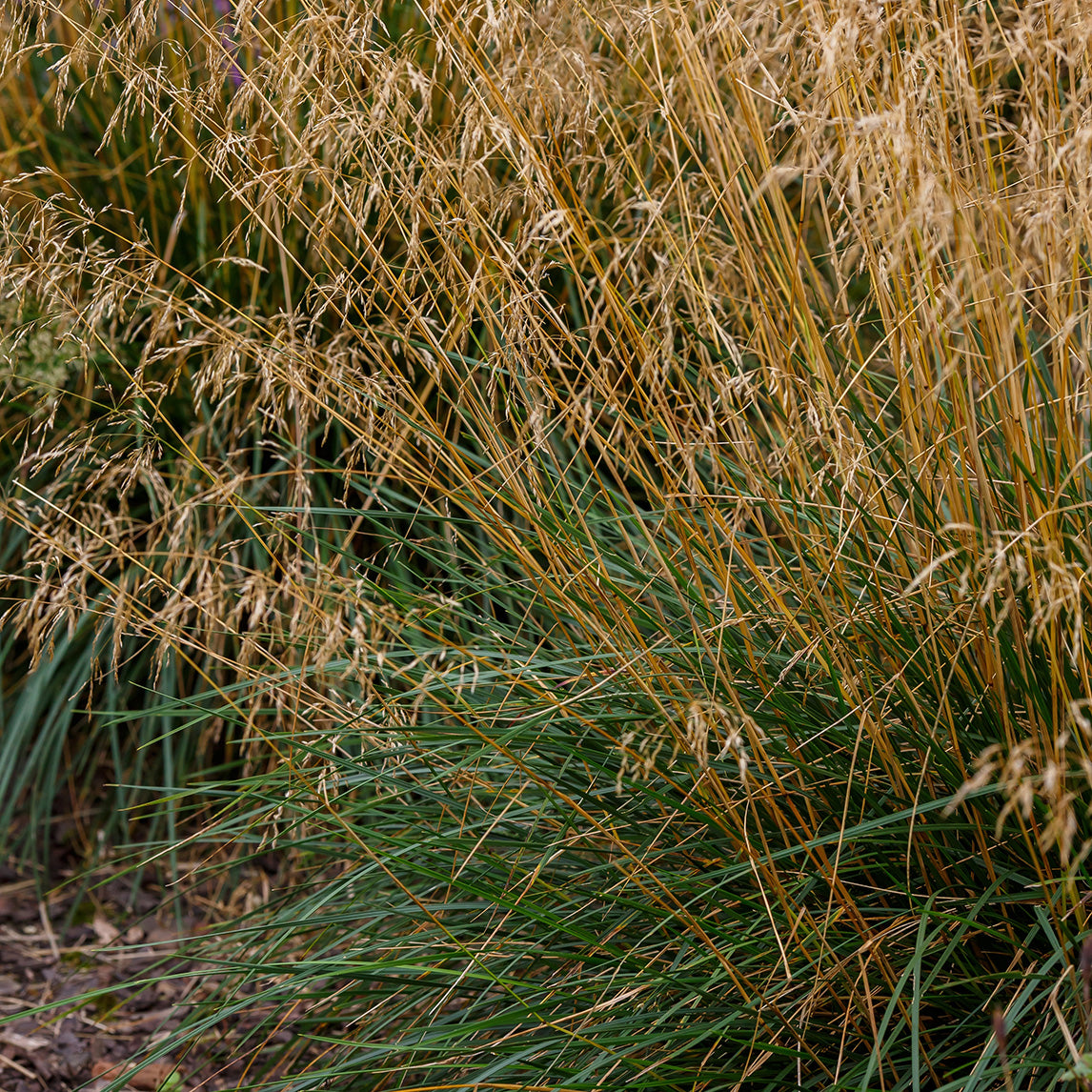 Tufted Hair Grass