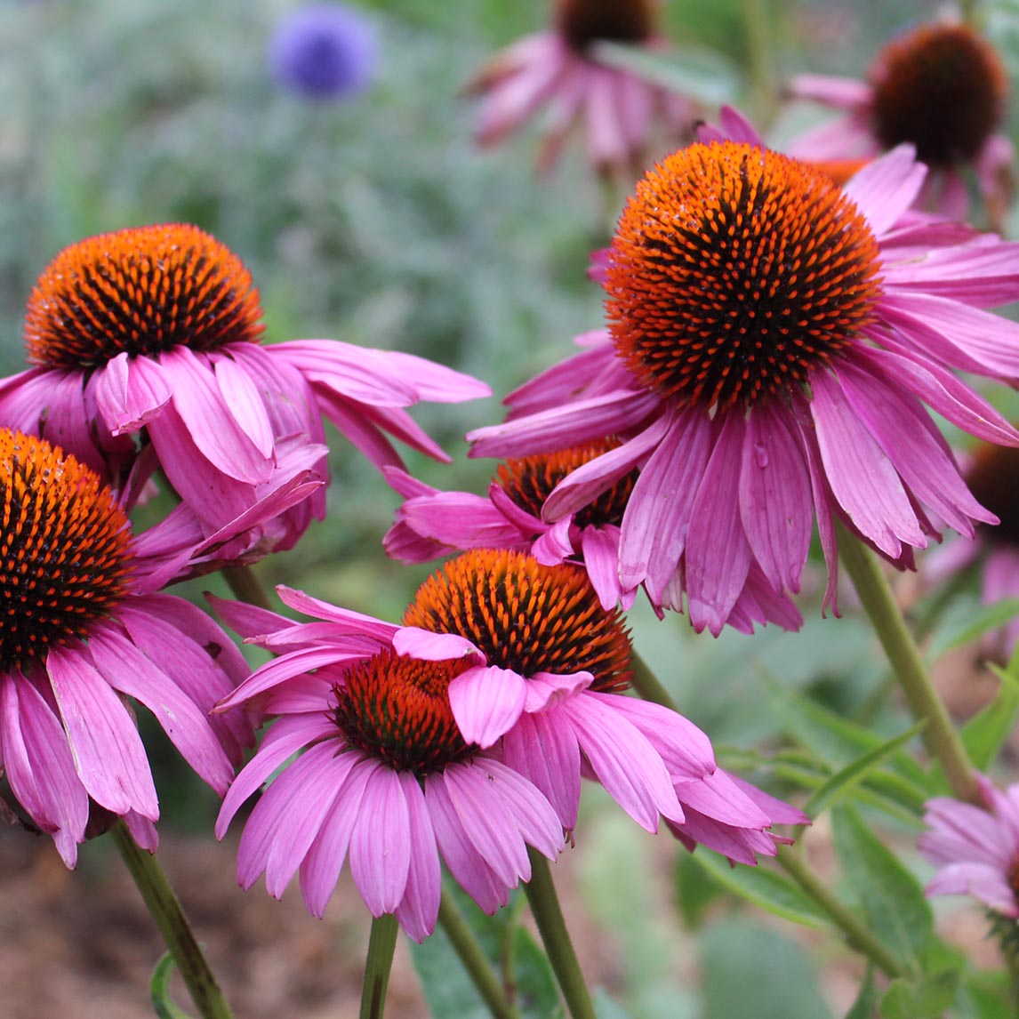 Echinacea 'Magnus Superior'