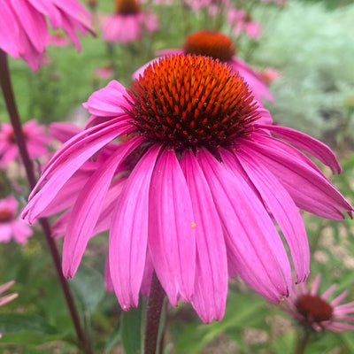 Echinacea 'Magnus Superior' - The Diggers Club