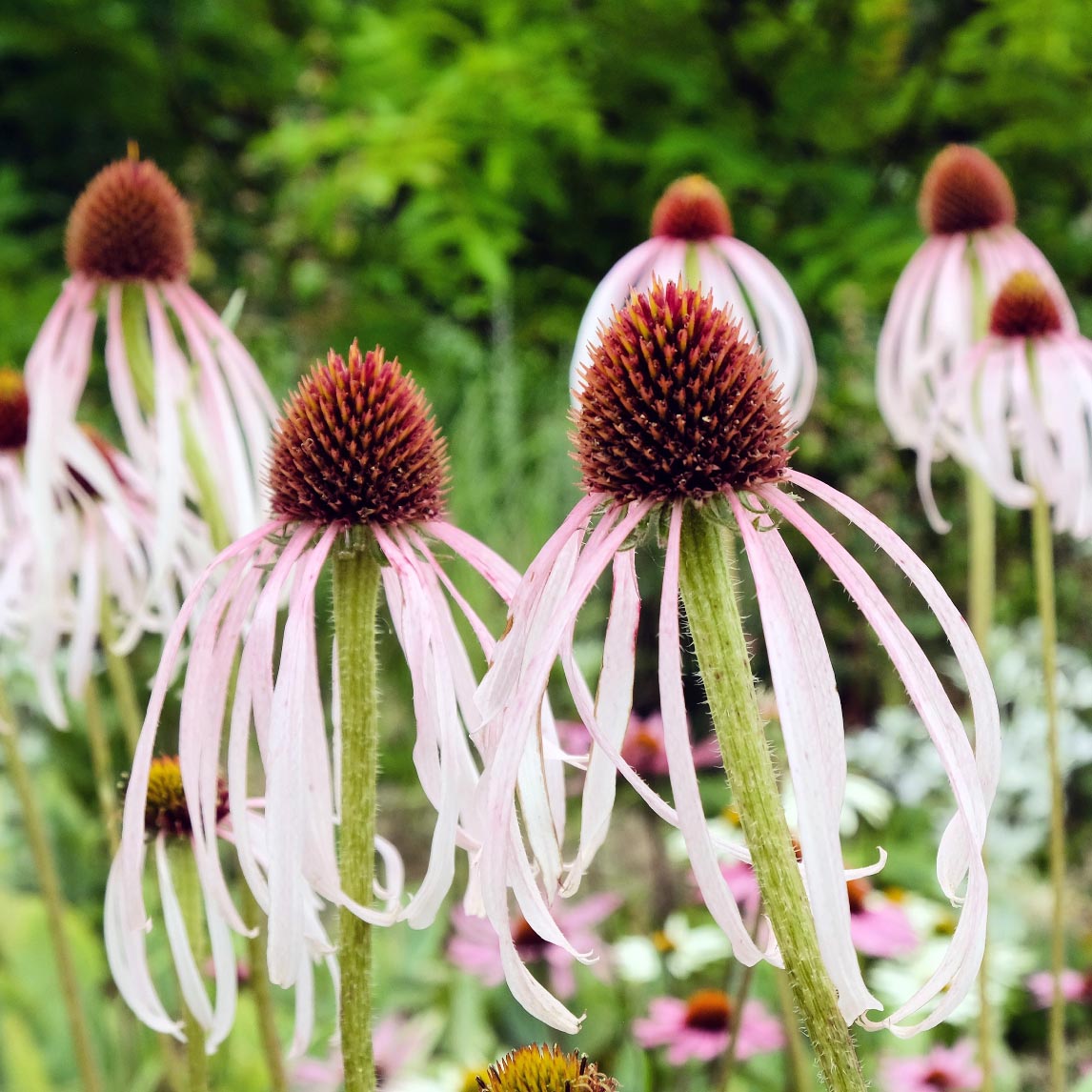 Echinacea pallida