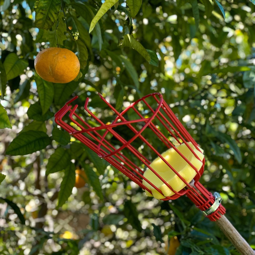 Fruit Picker (Head Only)