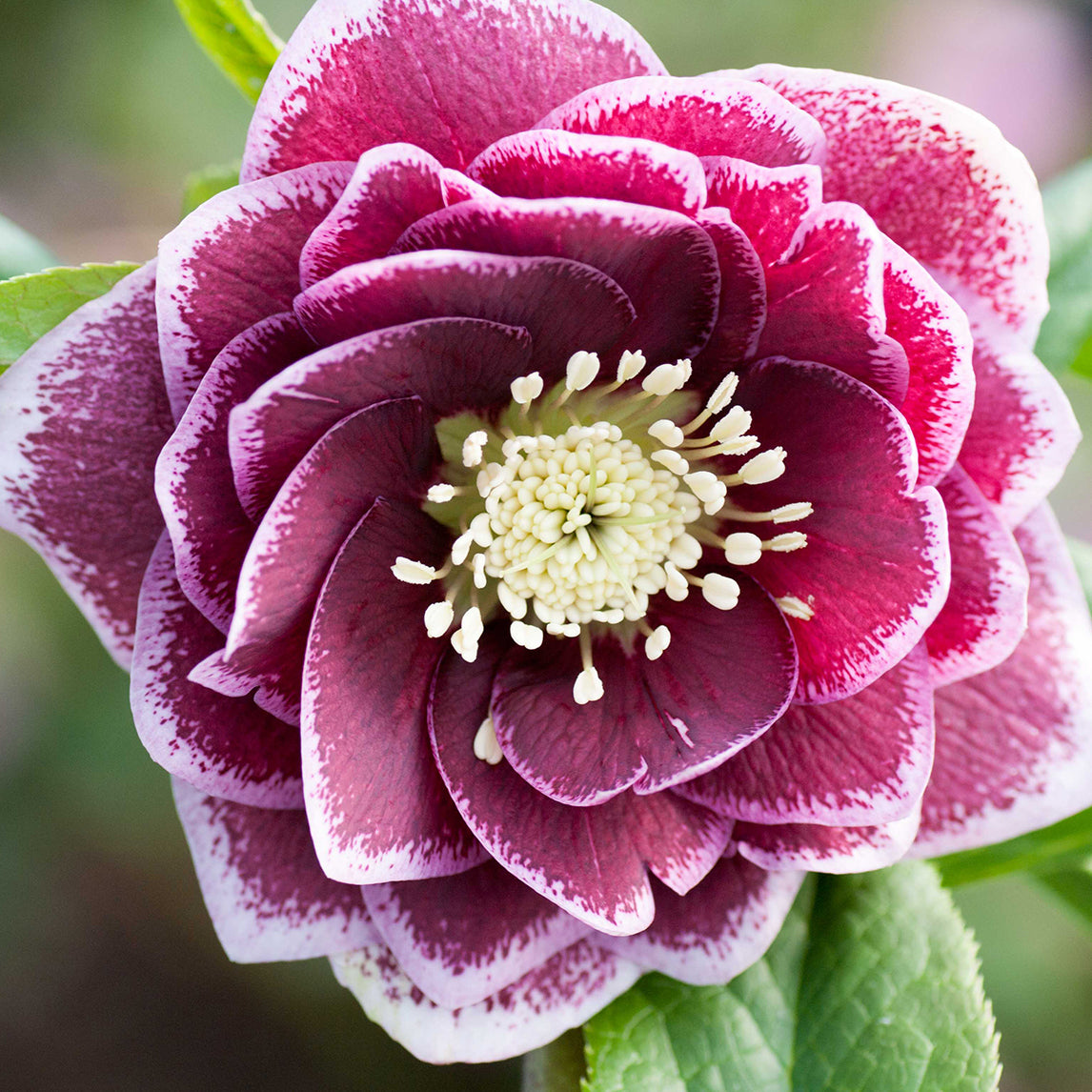 Hellebore 'Double Reverse Picotee'