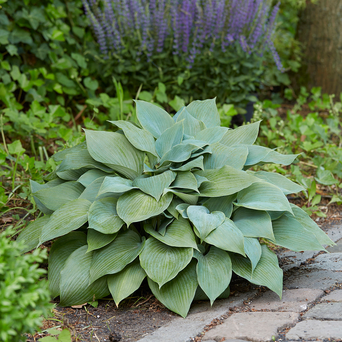 Hosta 'Halcyon'