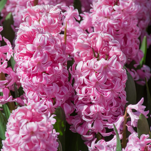 Hyacinth - Fondant (3 Bulbs) - The Diggers Club