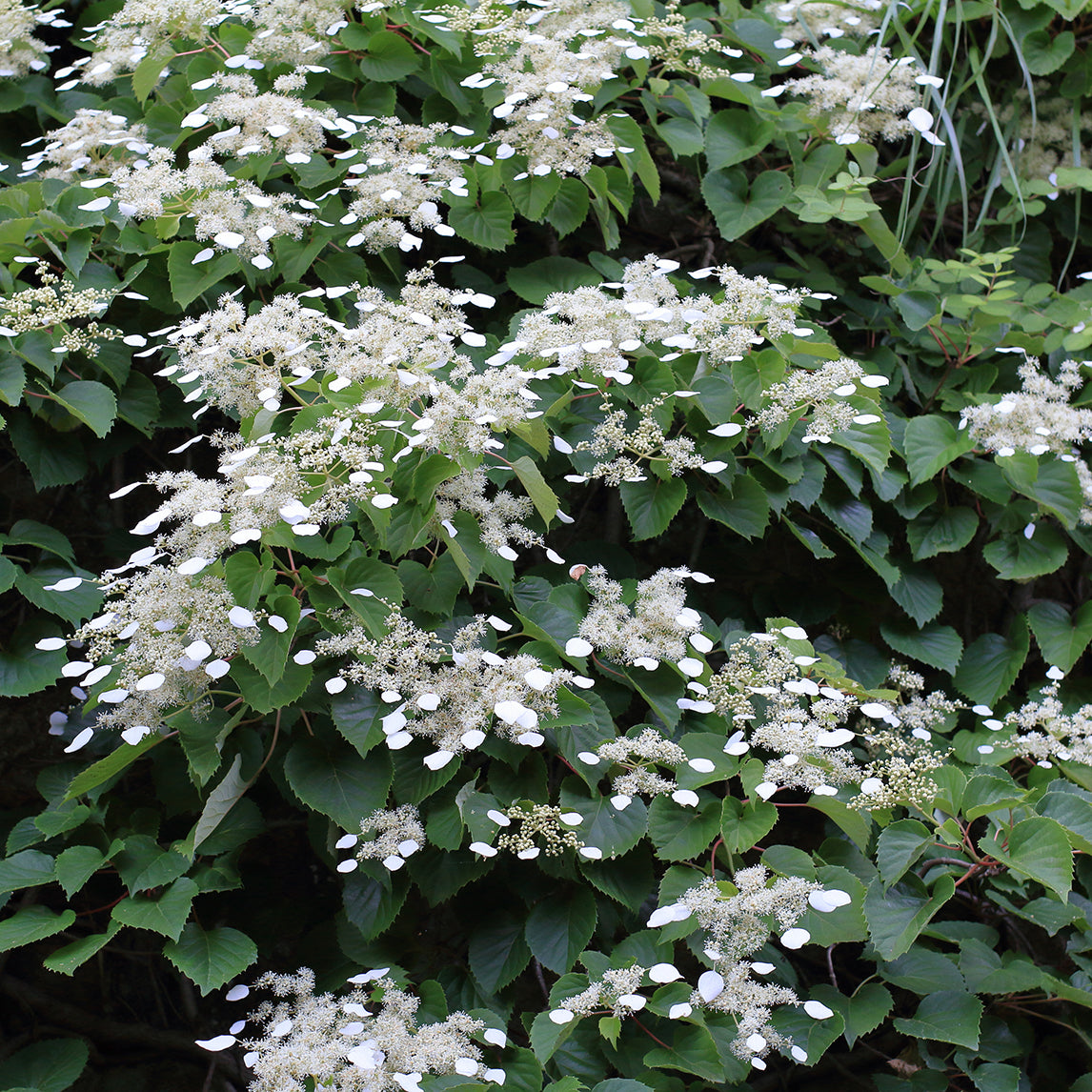 Japanese Hydrangea Vine 'Moonlight'