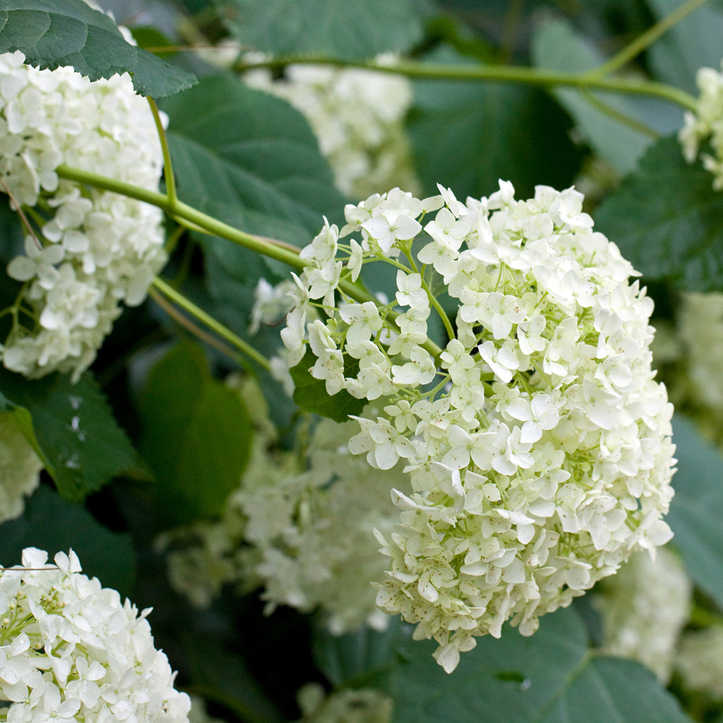 Password Book  Hydrangea Bee Password Book