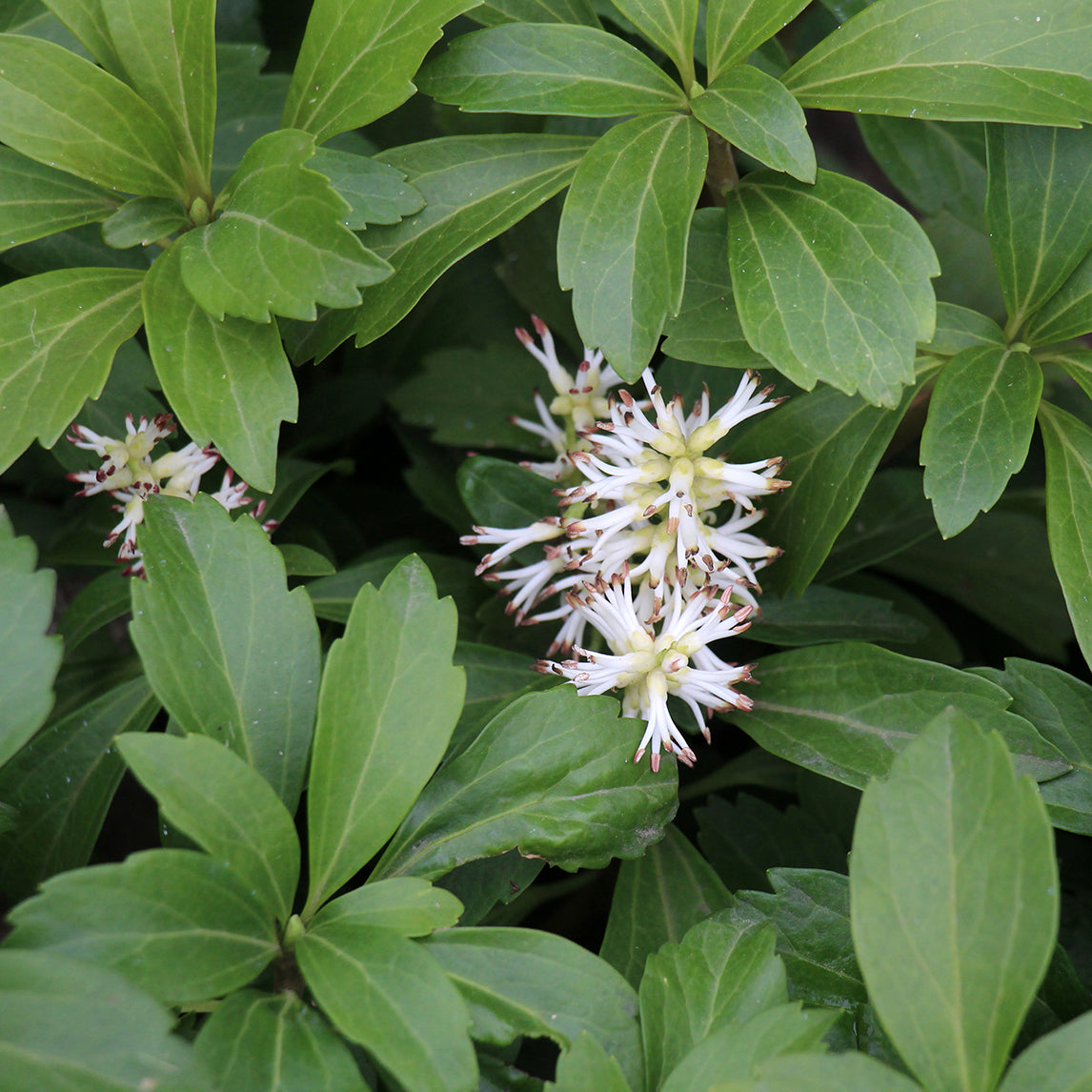 Japanese Spurge