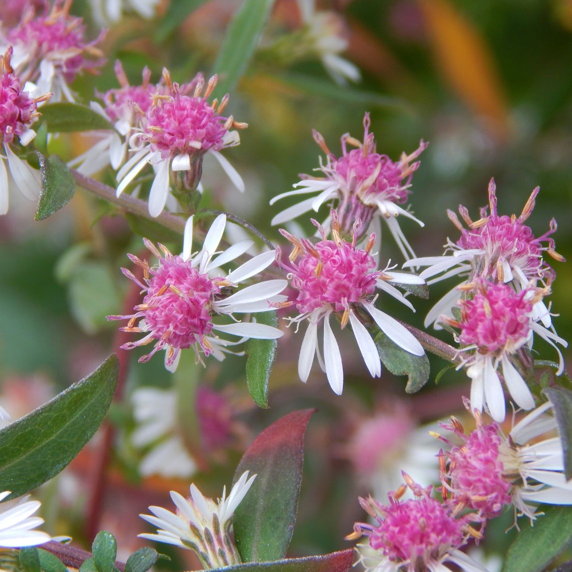 Aster 'Lady in Black'