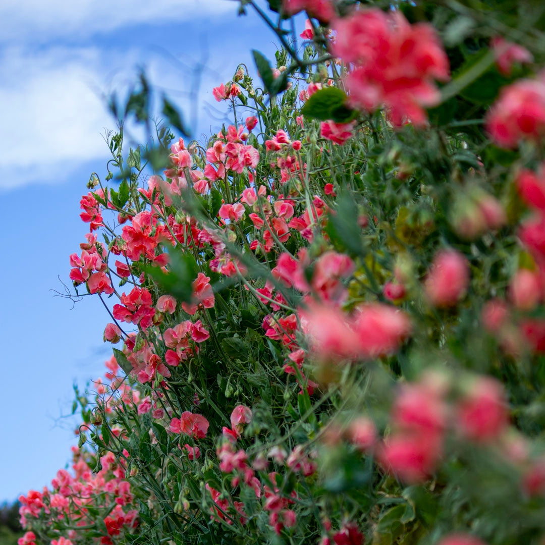 Sweet Pea ‘Maloy’