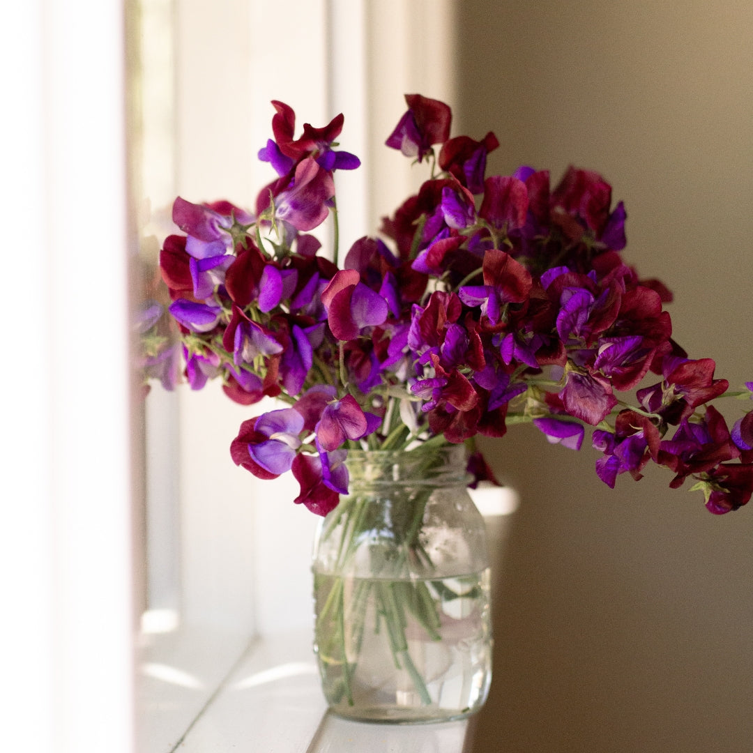 Sweet Pea 'Matucana'