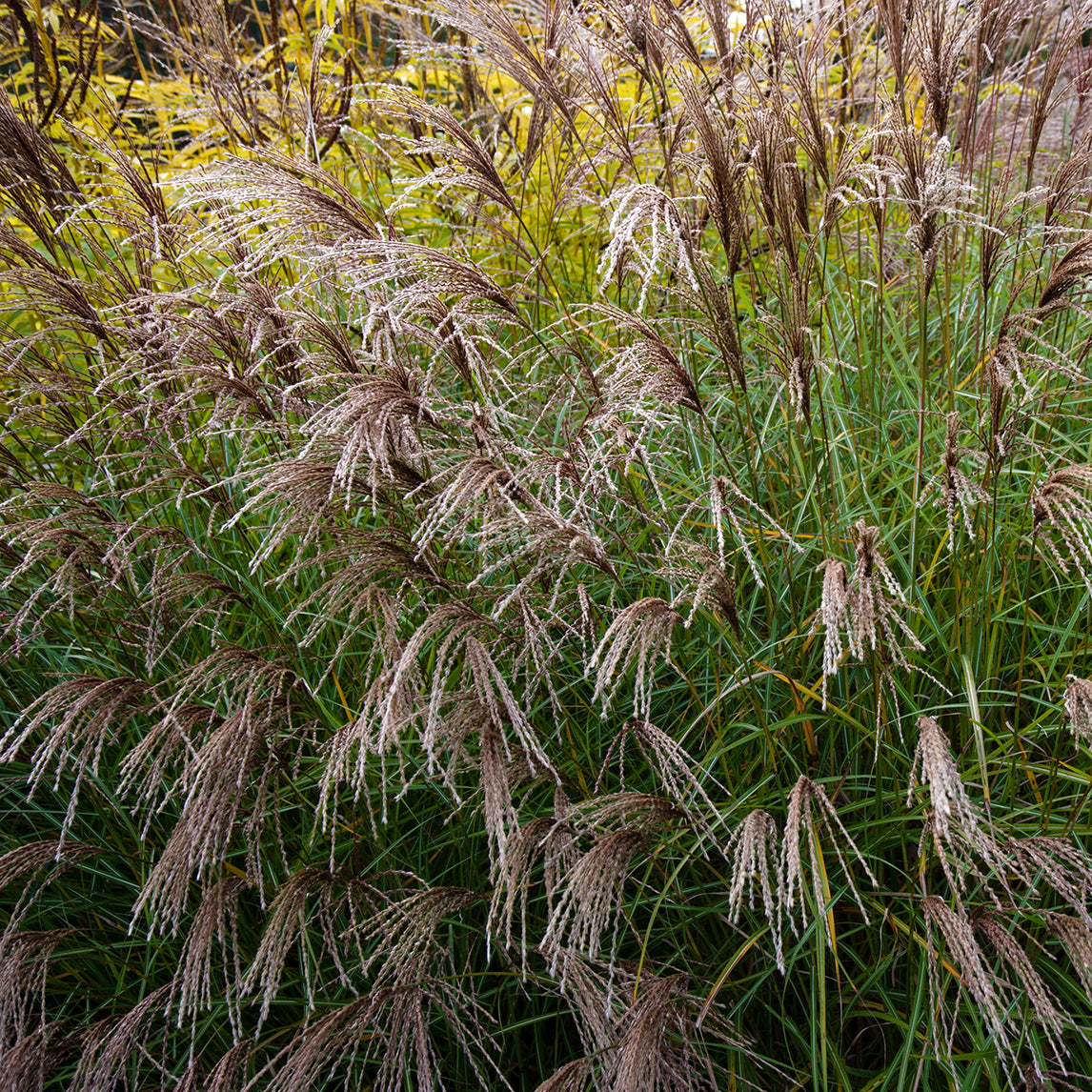 Miscanthus ‘Yakushima Dwarf’