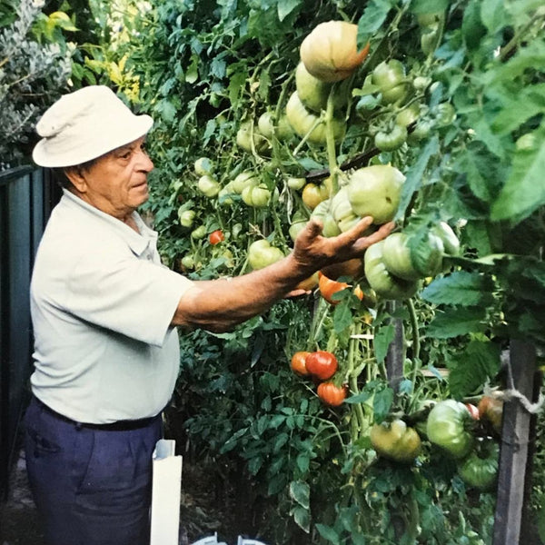 Tomato Rocco's - The Diggers Club