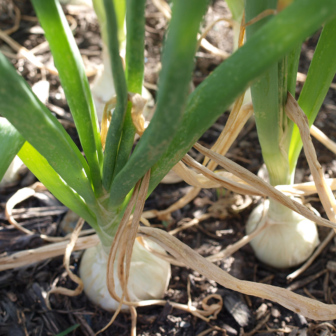 Onion 'Early Spanish White'