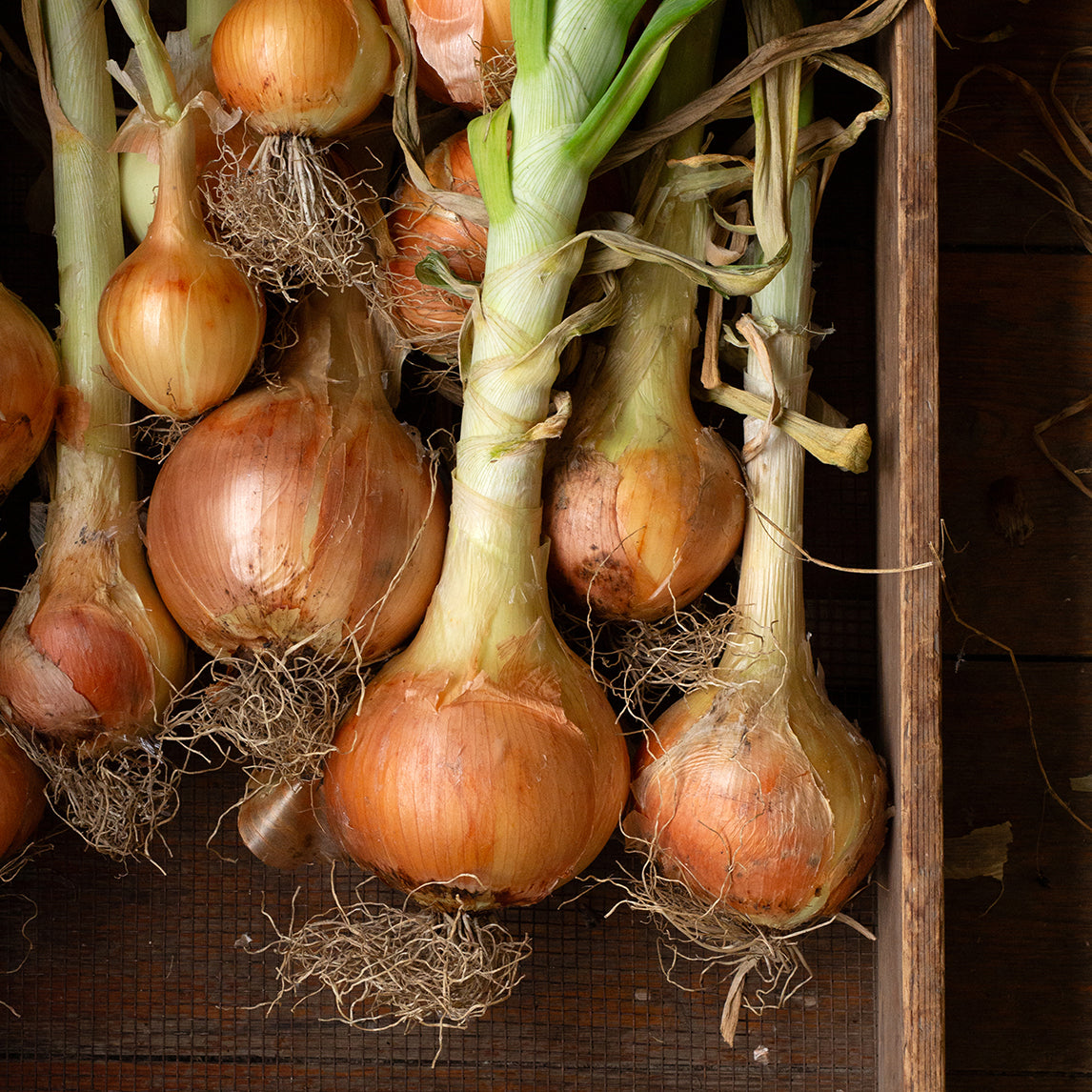 Onion 'Yellow Sweet Spanish'