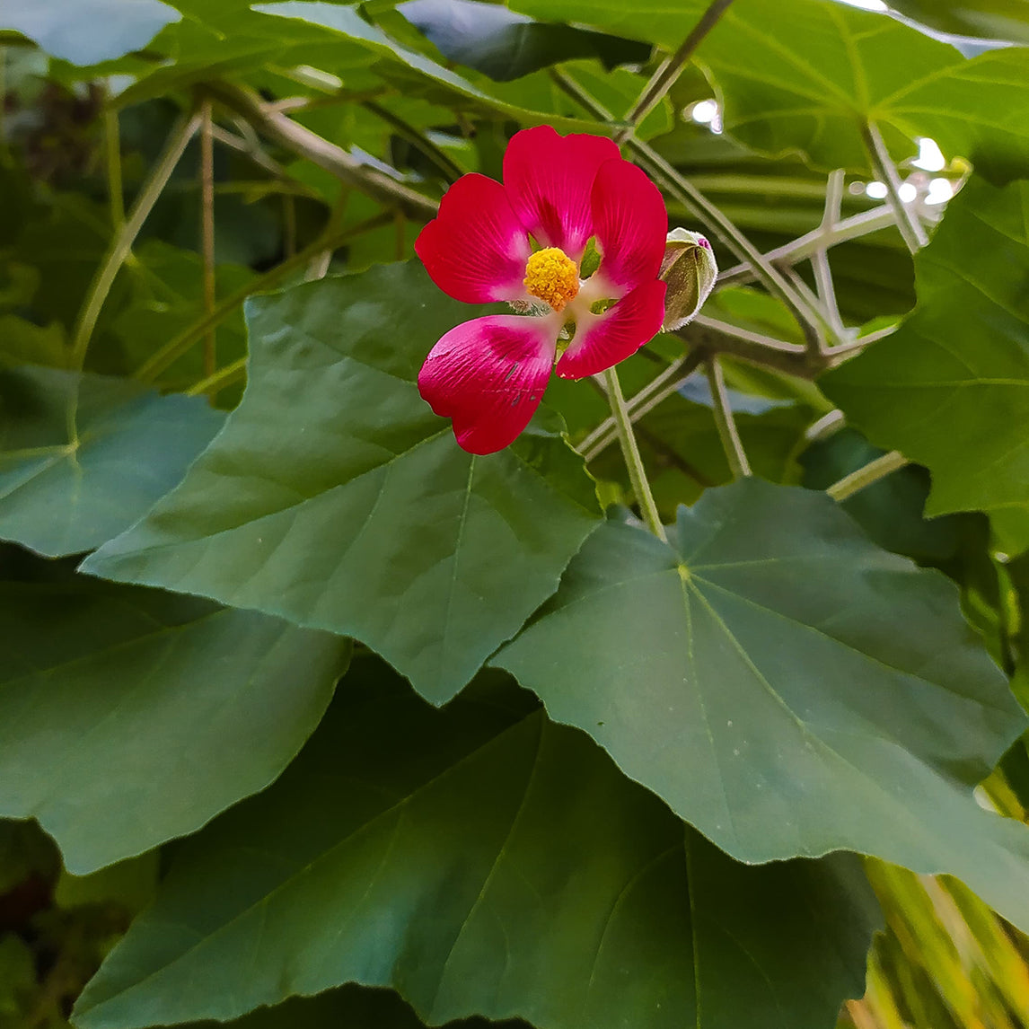 Mexican 'Bush Mallow'