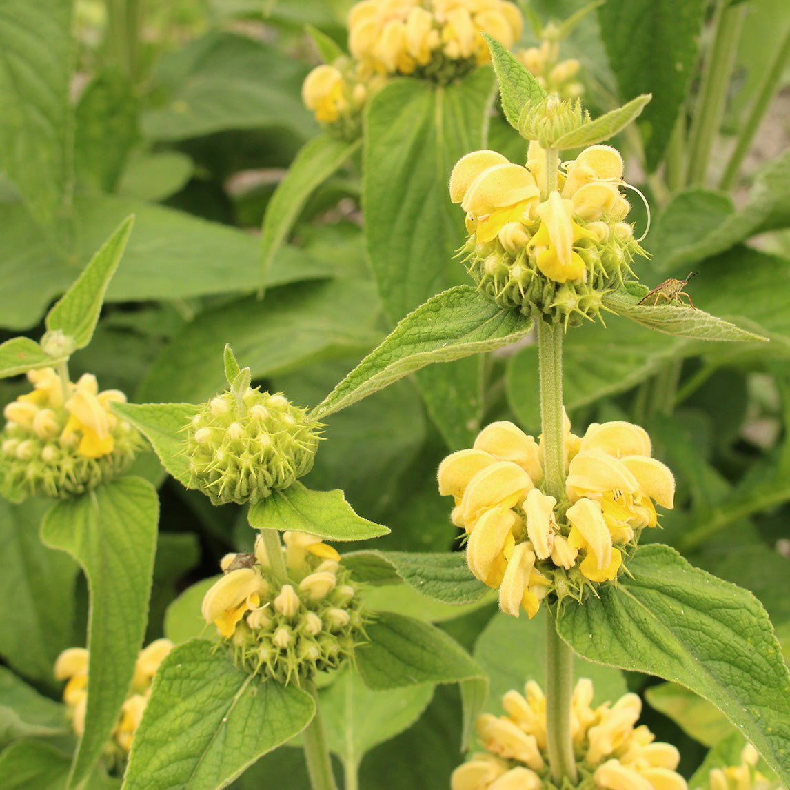 Phlomis russeliana 