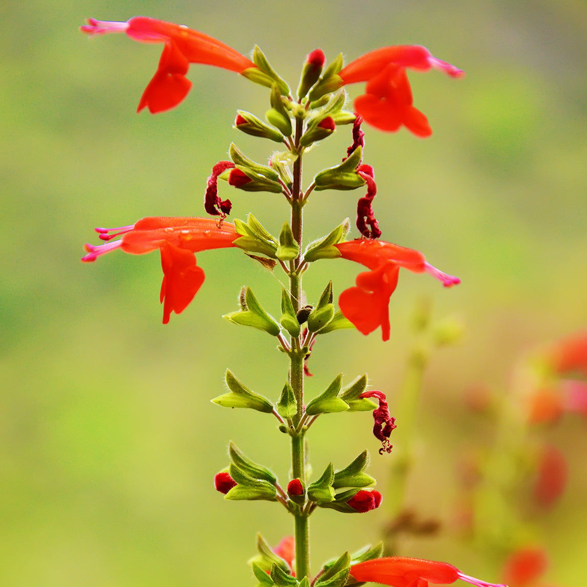 Penstemon 'Beard lip'