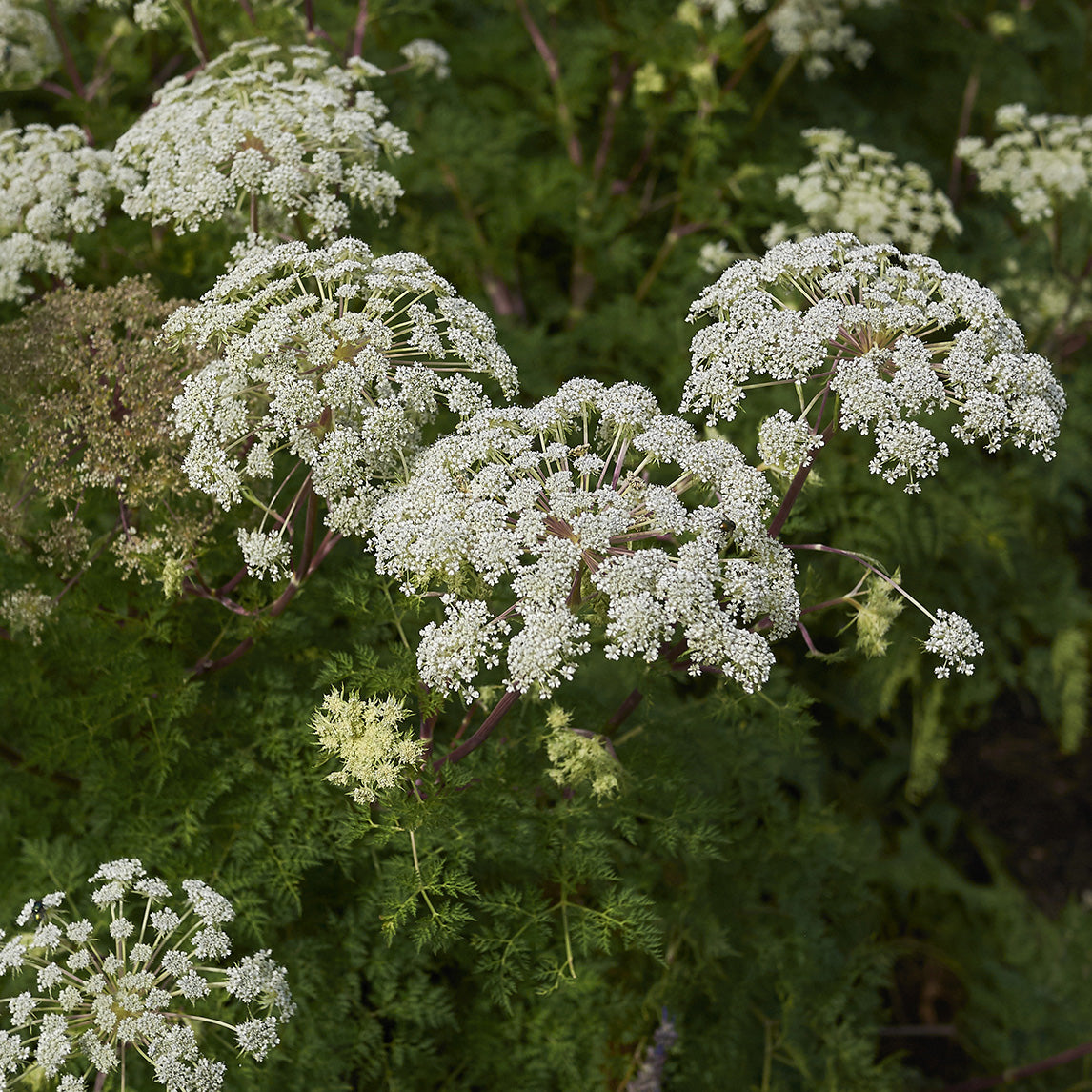 Milk Parsley