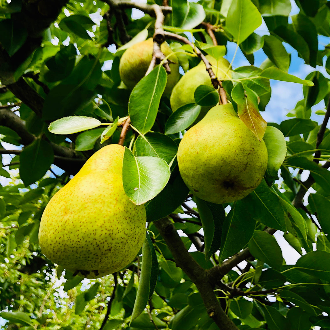 Pear Pollinating Duo - Packham’s Triumph’& ‘Josephine De Malines’