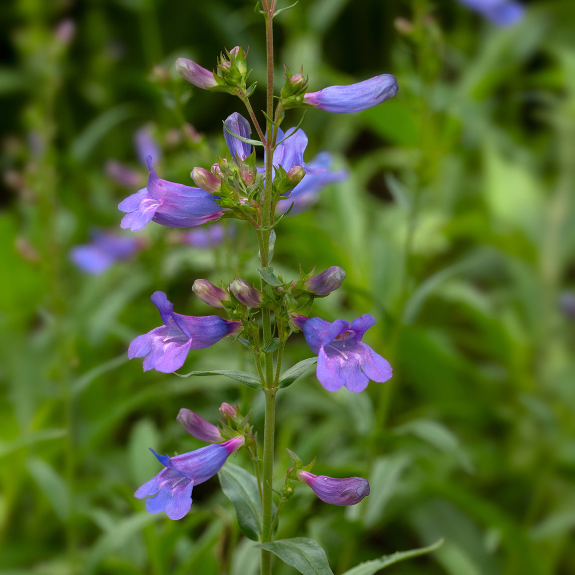 Penstemon ‘Catherine de la Mare’